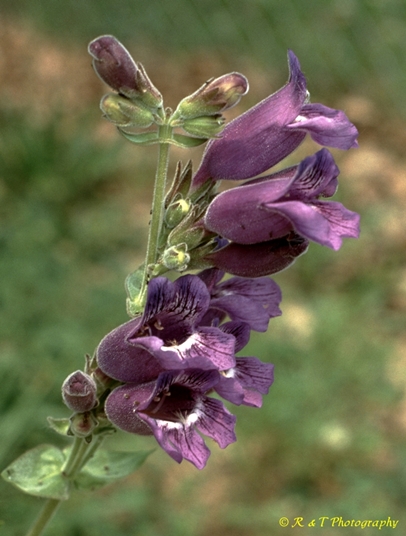 {Penstemon cobaea}